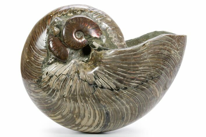 Cretaceous Fossil Nautilus with Ammonites - Madagascar #361324